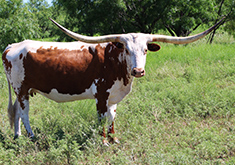 Kobra S Princess, the Longhorn Cow, looking pretty
